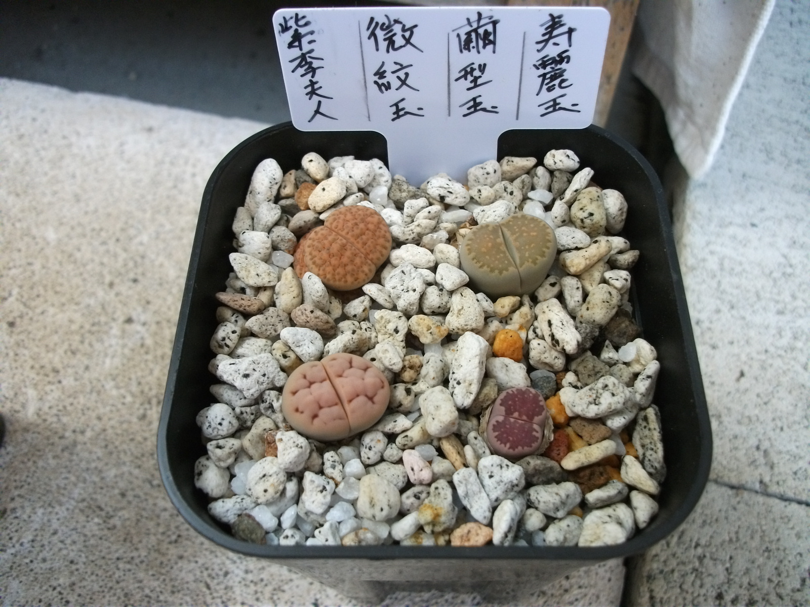 リトープスの植替えと水やり ジージー岩魚の趣味悠々