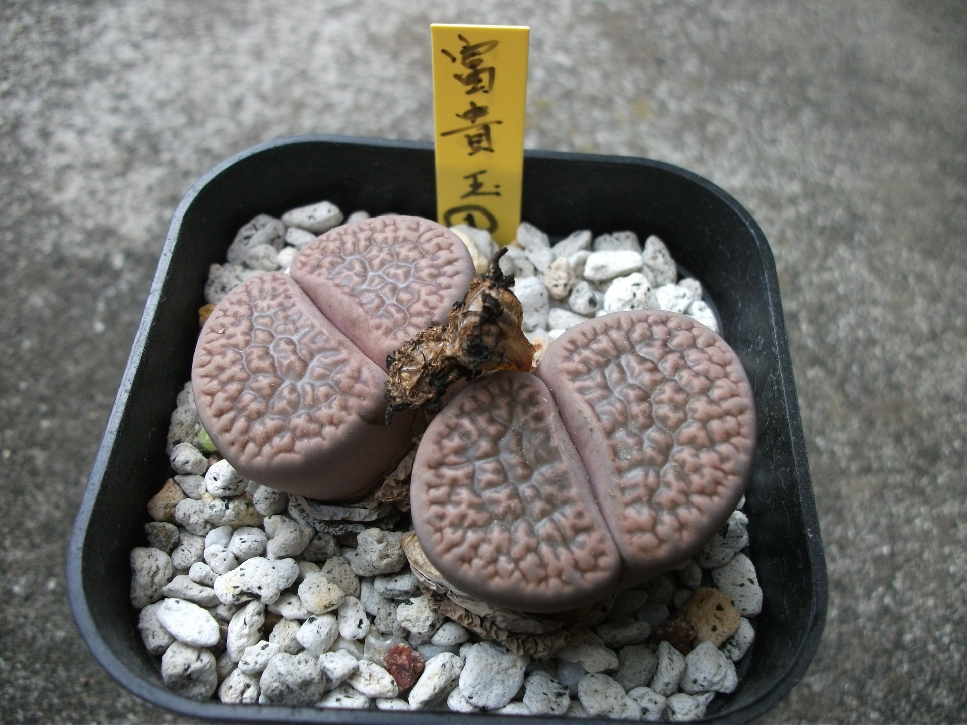 リトープスの種子採取 (2): ジージー岩魚の趣味悠々